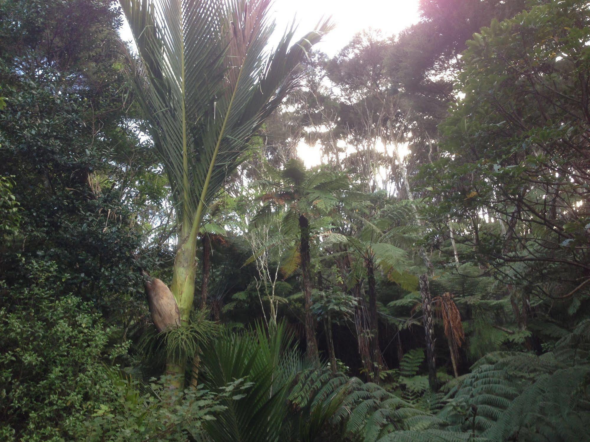The Coromandel Treehouse Exterior photo